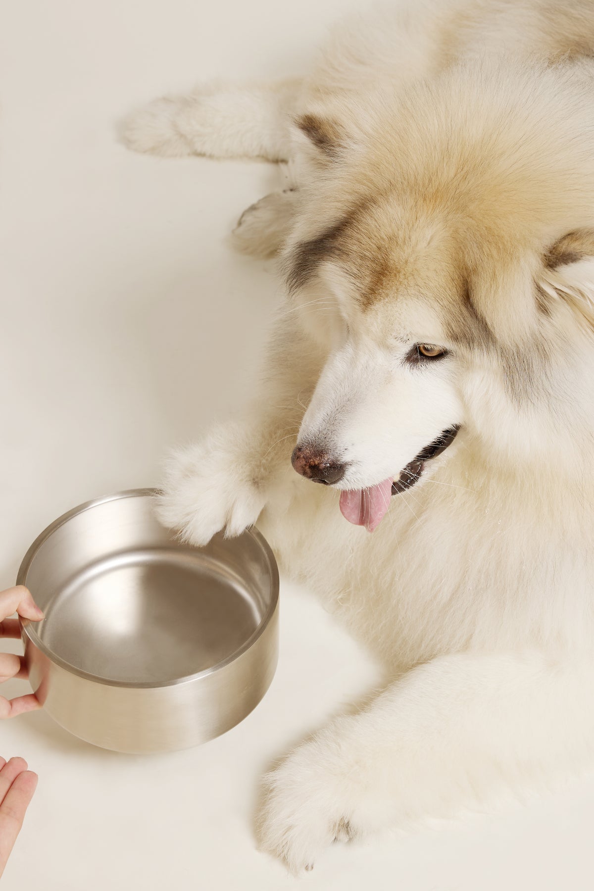 PEPEEP BASIC BOWLS POLISHED